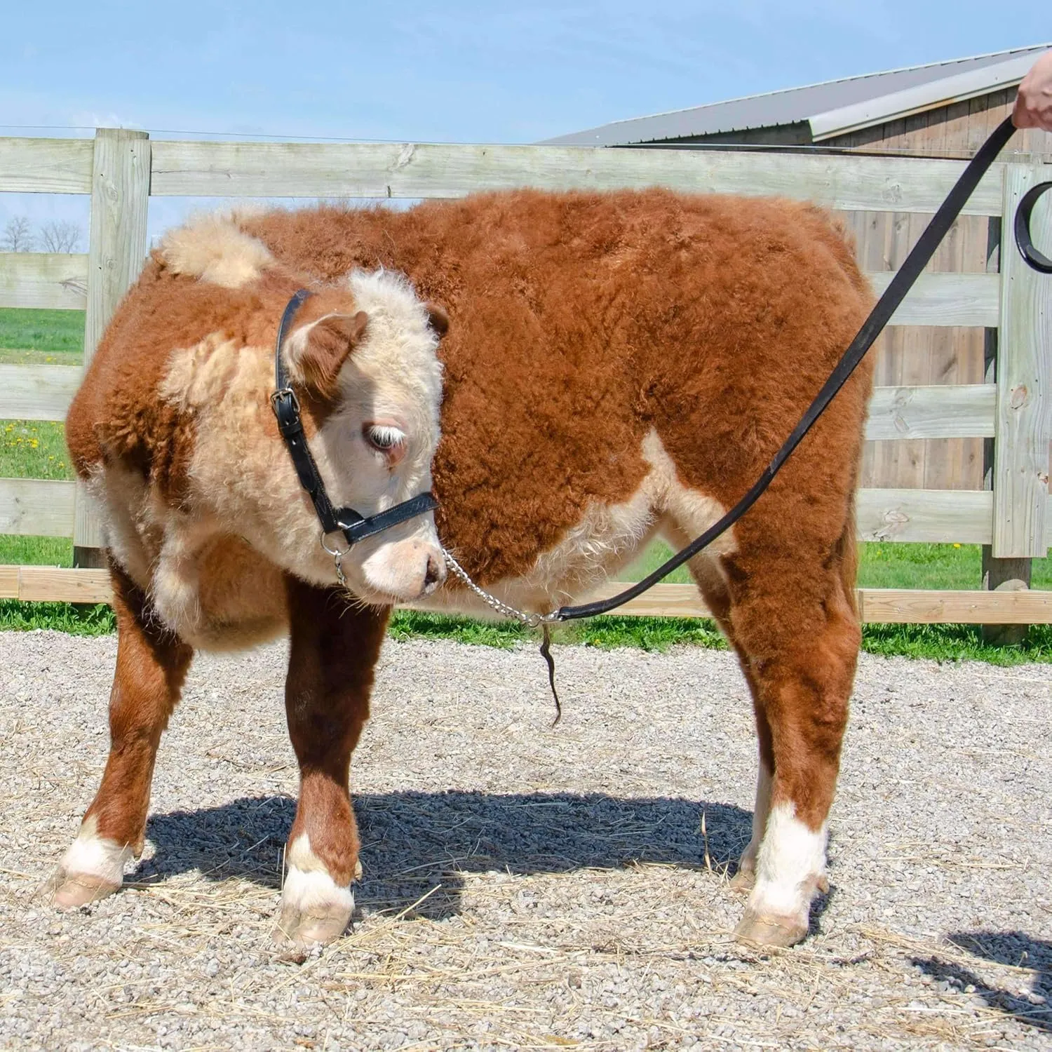 Derby Originals Premium Fancy Stitch Flat Leather Cattle Show Halter – Adjustable Fit with 48" Lead and 14" Chain, Small/Medium/Large – 1-Year Warranty