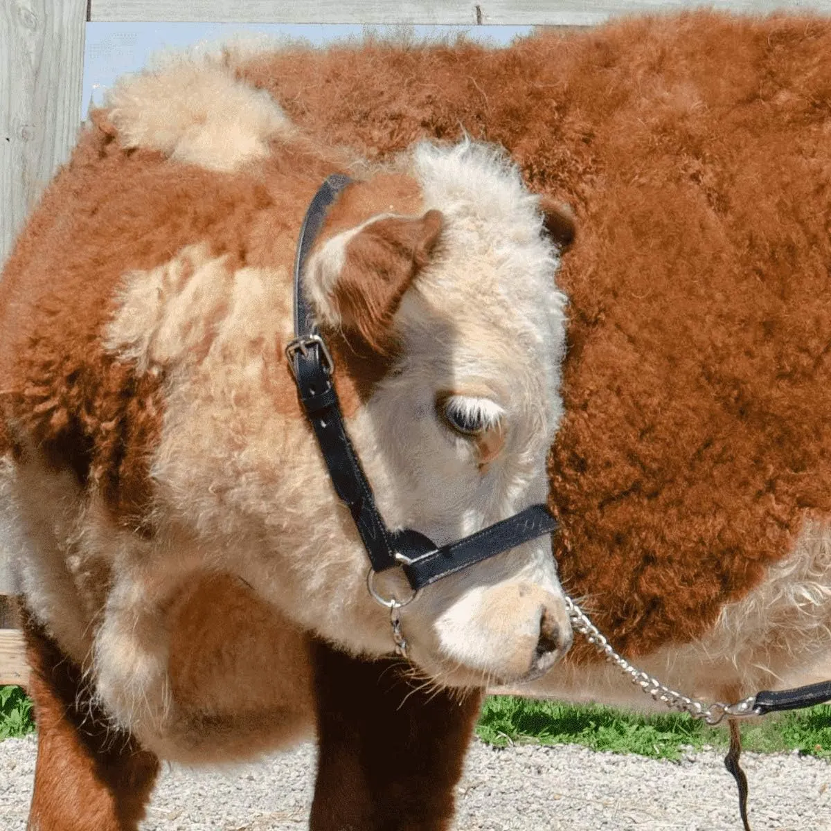 Derby Originals Premium Fancy Stitch Flat Leather Cattle Show Halter – Adjustable Fit with 48" Lead and 14" Chain, Small/Medium/Large – 1-Year Warranty
